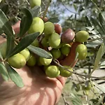Tenuta Terrarossa Rossano