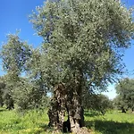 Tenuta Terrarossa Bed & Breakfast Rossano