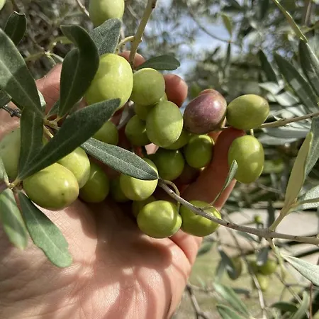 Tenuta Terrarossa Rossano