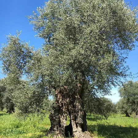 Tenuta Terrarossa Alojamento de Acomodação e Pequeno-almoço Rossano