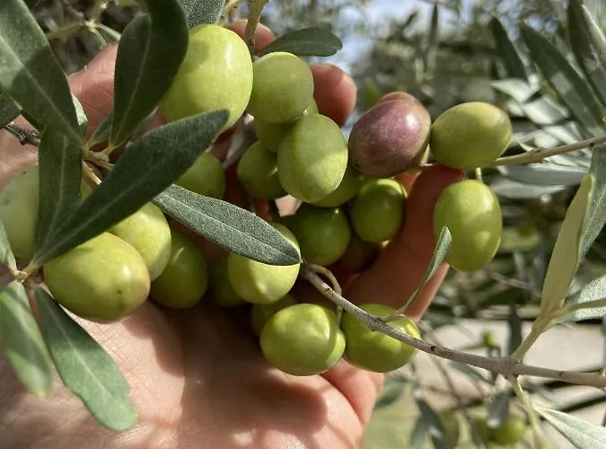 Tenuta Terrarossa רוסאנו