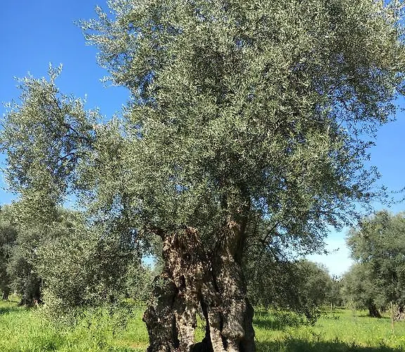 Tenuta Terrarossa לינה וארוחת בוקר רוסאנו